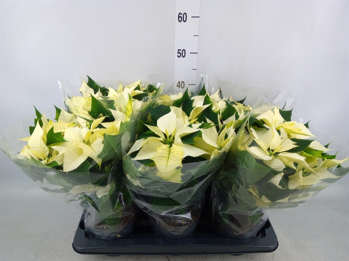 <h4>Euphorbia pulc. 'Alaska'</h4>