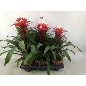 Guzmania   ...