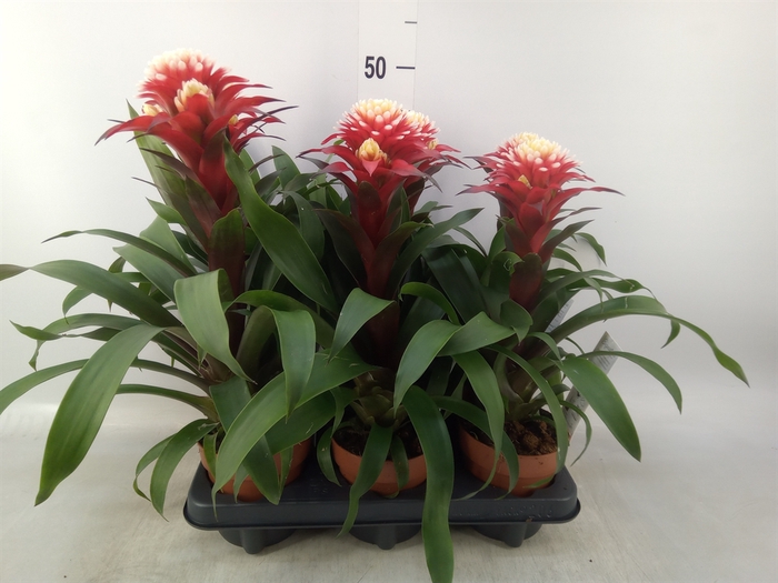 <h4>Guzmania   ...</h4>