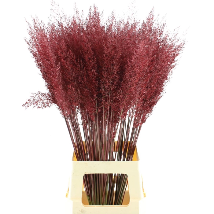 <h4>Calamagrostis Brachy Bordeaux</h4>