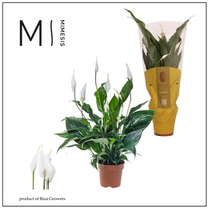 Mimesis Spathiphyllum Sweet Curiosa - 13 cm