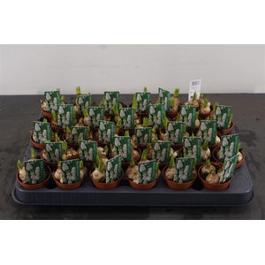 B Muscari Mini White Magic 5 Cm. Pot