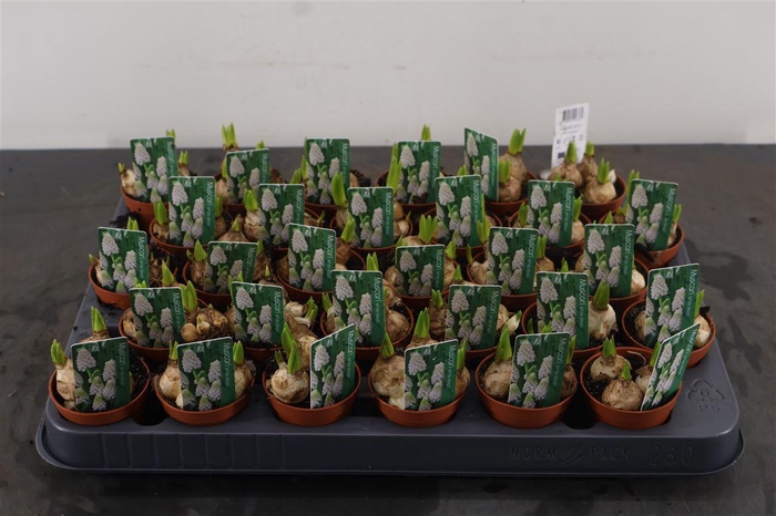 <h4>B Muscari Mini White Magic 5 Cm. Pot</h4>