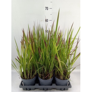 Imperata cylindrica 'Red Baron'