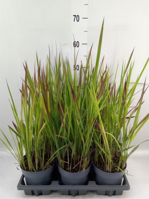 <h4>Imperata cylindrica 'Red Baron'</h4>