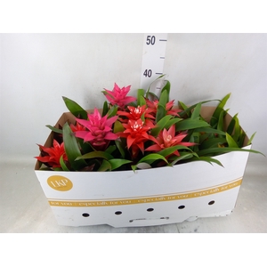 Guzmania   ...mix