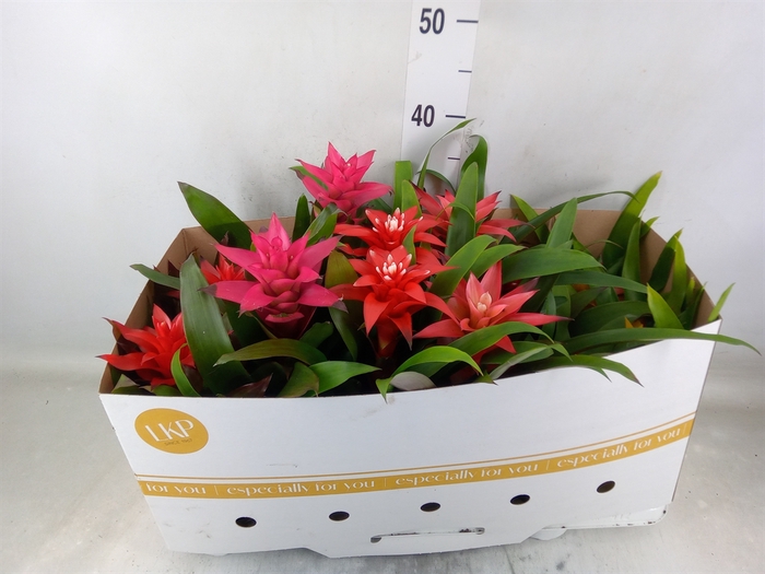 <h4>Guzmania   ...mix</h4>