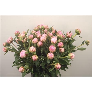 Paeo L Sarah Bernhard Pink Ex