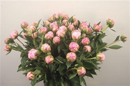 <h4>Paeo L Sarah Bernhard Pink Ex</h4>
