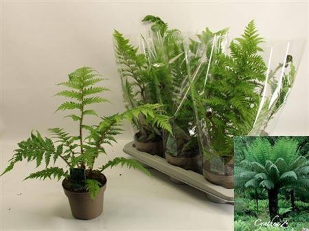 <h4>Cyathea Australis</h4>