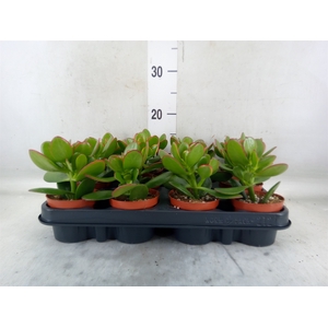 Crassula ovata 'Sunset'