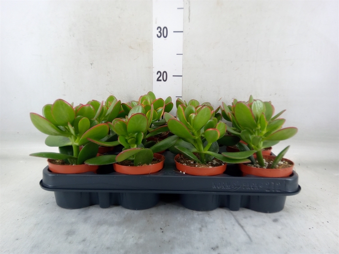 <h4>Crassula ovata 'Sunset'</h4>