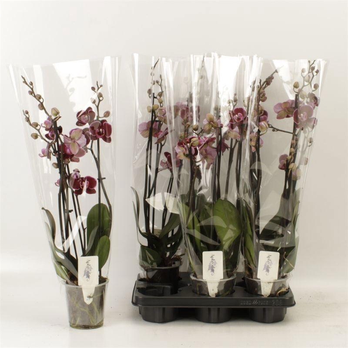 <h4>PHAL AN MONTPELLIER</h4>