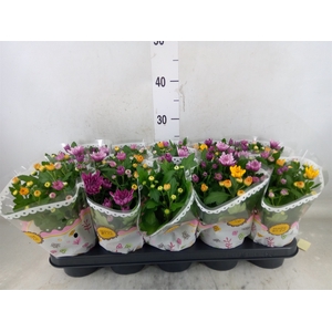 Chrysanthemum  'Mnt Aubisq'  ..mx/p