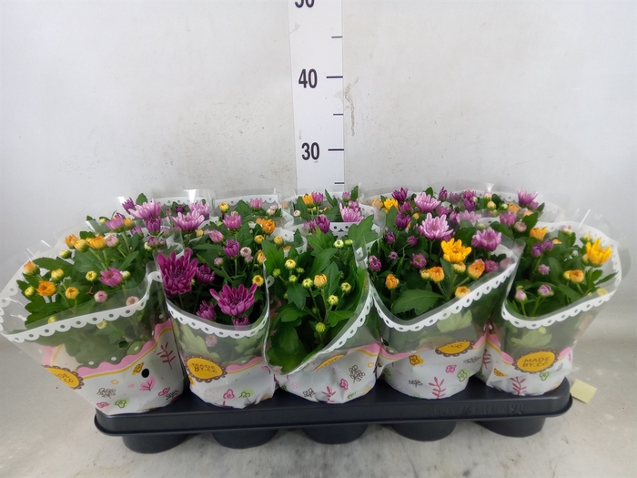 <h4>Chrysanthemum  'Mnt Aubisq'  ..mx/p</h4>