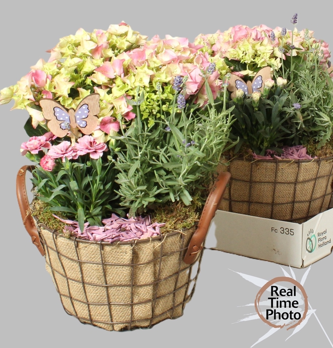 <h4>ARR TUINPLANTEN</h4>