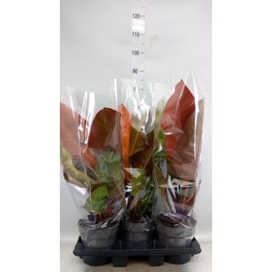 Philodendron   ...