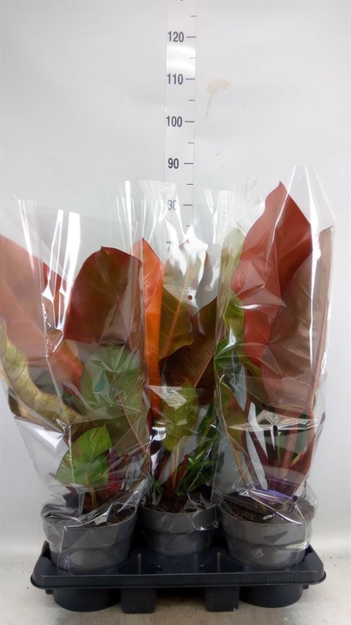 <h4>Philodendron   ...</h4>