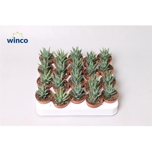 Haworthia Glauca