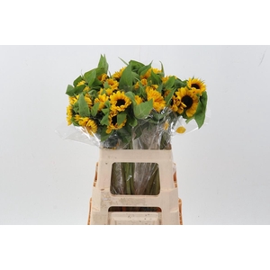 Heli Vincents Choice Co 60cm