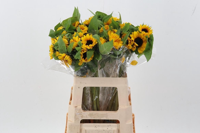 <h4>Heli Vincents Choice Co 60cm</h4>