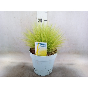 Festuca glauca 'Amigold'