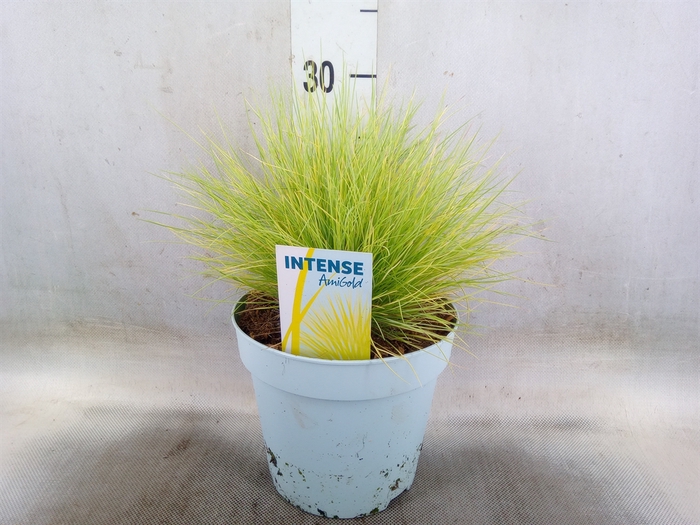 <h4>Festuca glauca 'Amigold'</h4>
