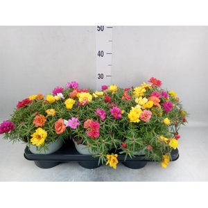 Portulaca grand. 'Happy Hour'  .mix