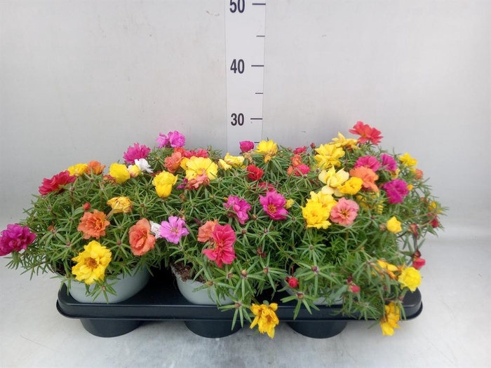 <h4>Portulaca grand. 'Happy Hour'  .mix</h4>