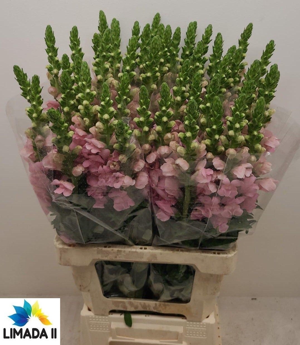 <h4>ANTIR POTO ROSE</h4>