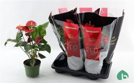 <h4>Anthu An Madural 5+</h4>