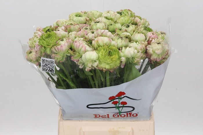 <h4>Ran Pon Pon Mignon</h4>