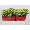 Hypericum Smiley Romance