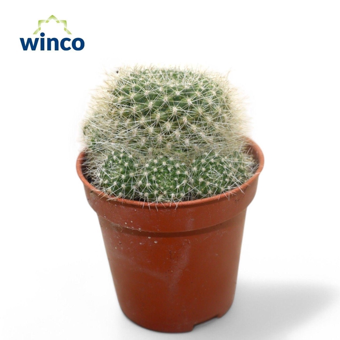 <h4>REBUTIA MUSCULA</h4>