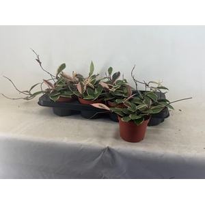 HOYA C FL FLAM DREAM