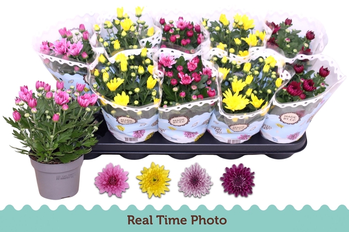 <h4>CHRYS GEVULDBL GEM</h4>