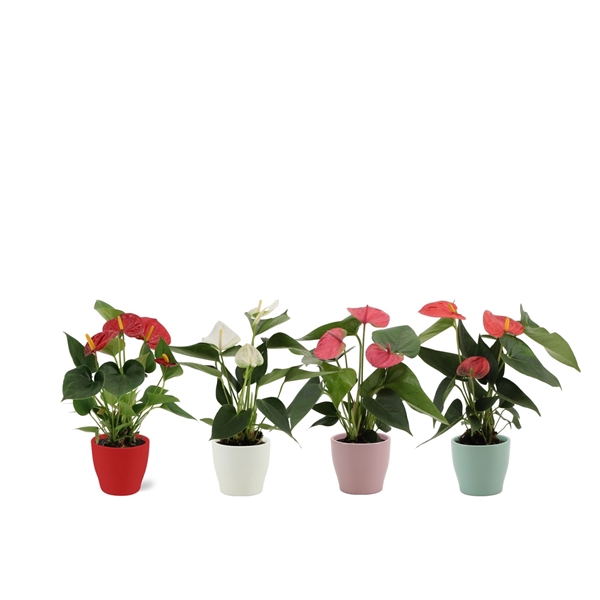 <h4>Anthurium 4 color mix in Alicante ceramics</h4>