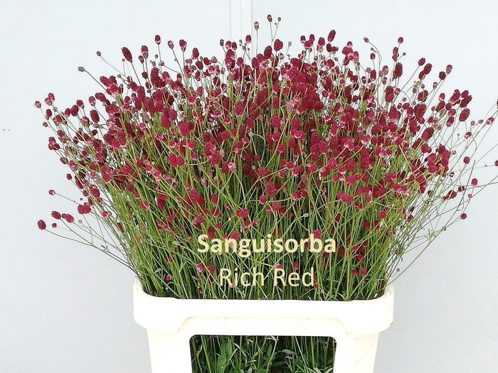 <h4>SANG OF CAYENN R RED</h4>