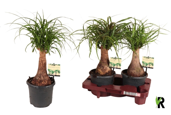 <h4>BEAUCARNEA RECUR</h4>