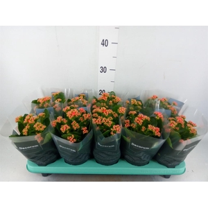 Kalanchoe blos. 'Serenity lght Red'