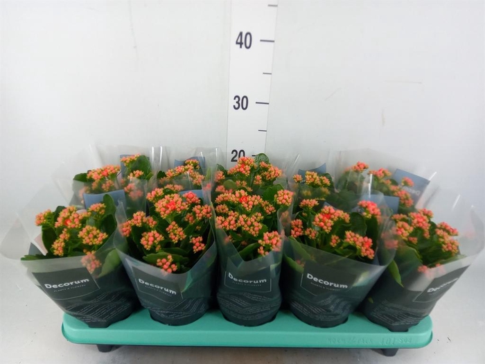 <h4>Kalanchoe blos. 'Serenity lght Red'</h4>