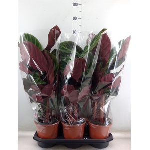Calathea   ...