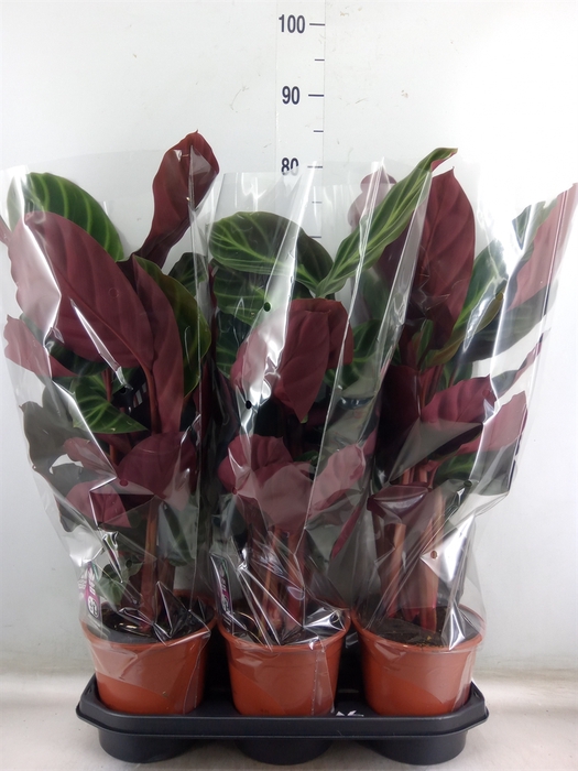 <h4>Calathea   ...</h4>
