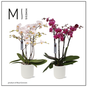 Phalaenopsis Marvellous Charming Mix 50+ - 17cm in Atlanta White | Mimesis