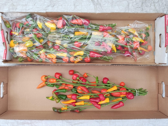 <h4>SIERPEPERS TAK</h4>