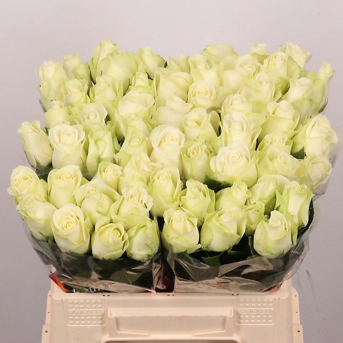 <h4>R GR SNOWSTORM+</h4>