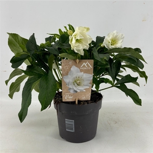 Helleborus Orientalis VIV Double Flowered 