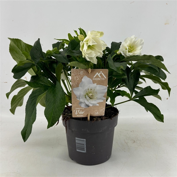 <h4>Helleborus Orientalis VIV Double Flowered "Amalia" 19 cm</h4>