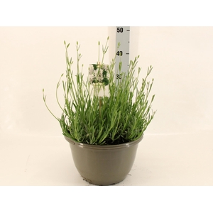 LAVAN IN EDELWEISS