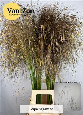 <h4>Stipa Gigantea</h4>